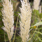 Cortaderia selloana 'Weiße Feder'