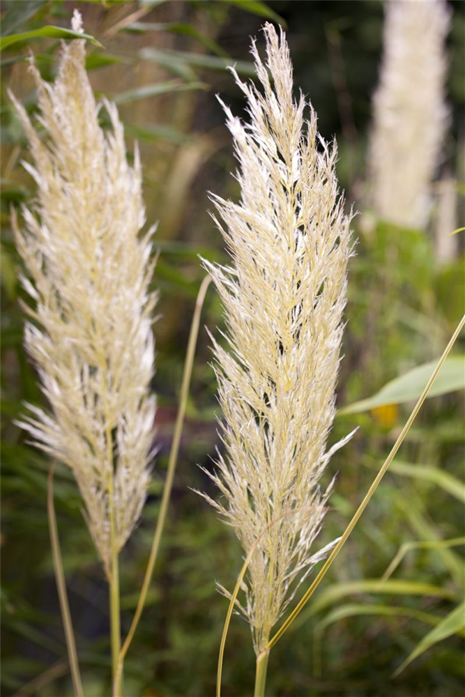 Cortaderia selloana 'Weiße Feder'