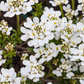 Iberis sempervirens 'Fischbeck'