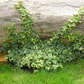 Hedera helix 'Gold Child', 12er Set