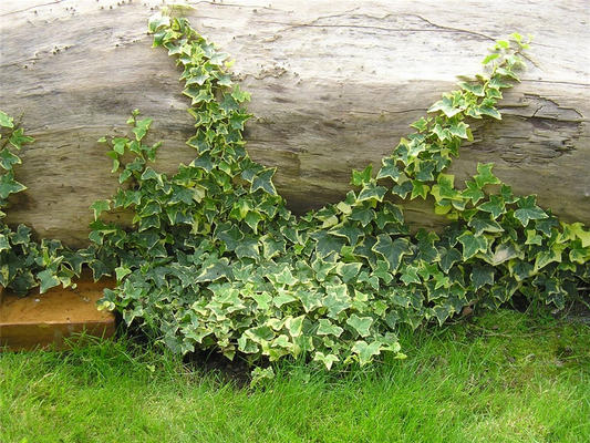 Hedera helix 'Gold Child', 12er Set