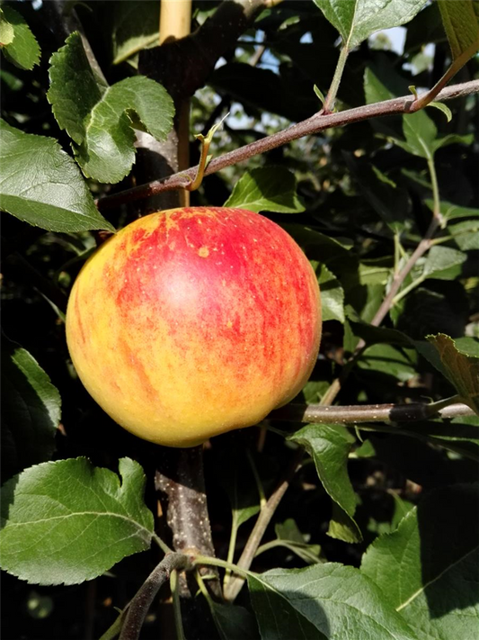 Herbstapfel 'Rubinola'(s)