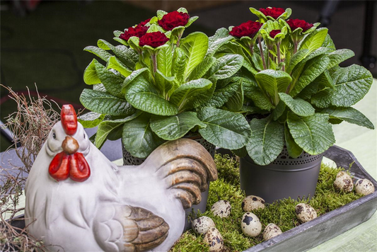 Primel BELARINA 'Valentine'