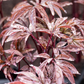 Garten-Pfingstrose 'Karl Rosenfield'