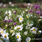 Herbstmargerite