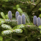 Koreatanne 'Silberlocke'