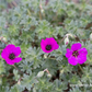 Geranium cinereum subcaulesc.'Giuseppii'
