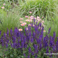Garten-Blüten-Salbei 'Mainacht'