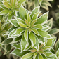 Pieris japonica 'Variegata'