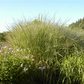 Garten-Ruten-Hirse 'Cloud Nine'