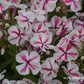 Hohe Flammenblume