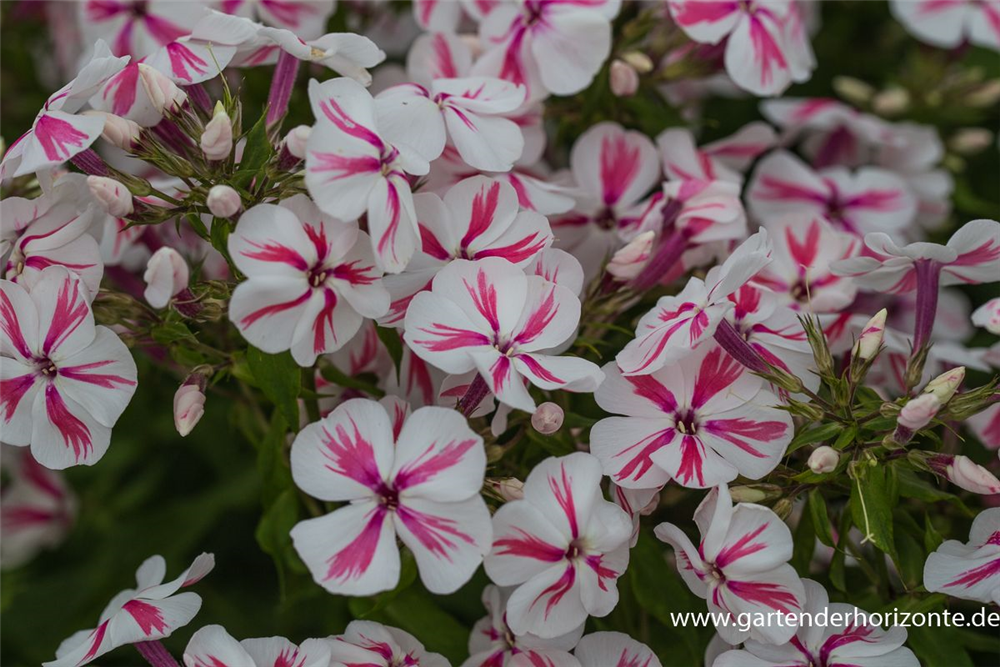 Hohe Flammenblume
