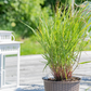 Garten-Ruten-Hirse 'Rehbraun'