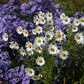 Herbstmargerite