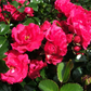 Bodendeckerrose 'Gärtnerfreude'®