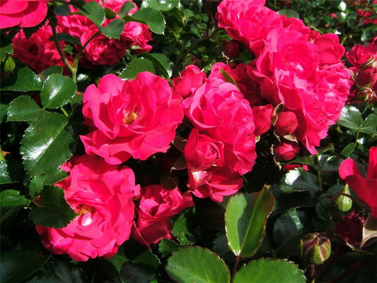 Bodendeckerrose 'Gärtnerfreude'®