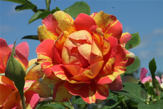 Strauchrose 'Rose des Cisterciens'®