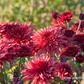 Chrysanthemum x hort.'Pizzicato'
