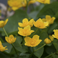 Caltha palustris