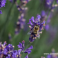 Lavandula angustifolia 'Hidcote Blue'