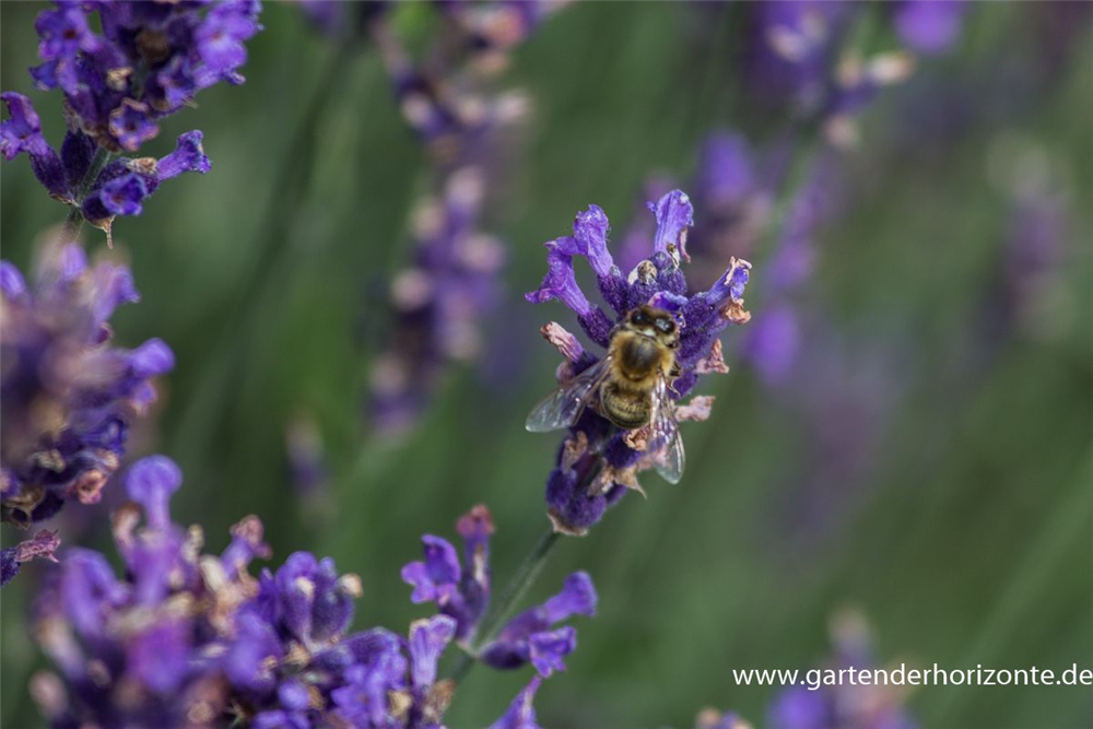 Lavandula angustifolia 'Hidcote Blue'