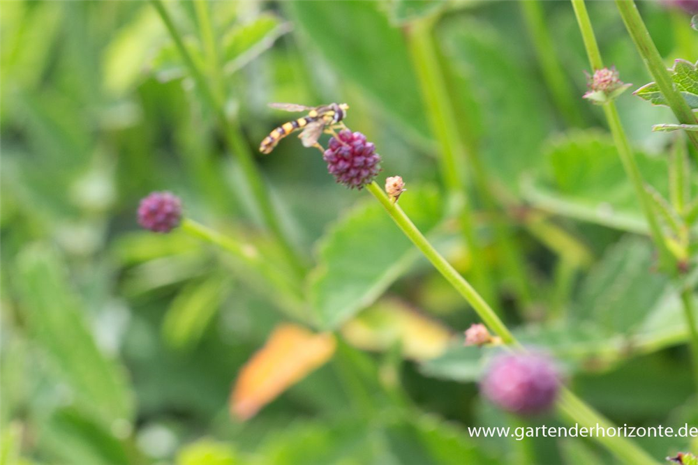 Garten-Wiesenknopf 'Tanna'