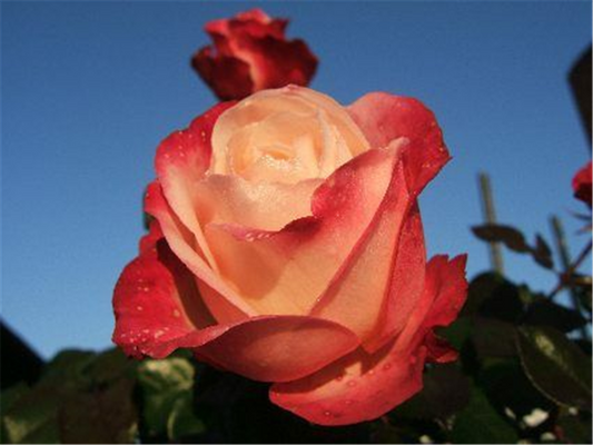 Edelrose 'Nostalgie'®