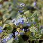 Brunnera macrophylla 'Jack Frost'  -R-
