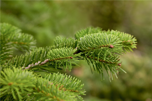 Abies nordmanniana