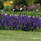 Garten-Blüten-Salbei 'Marcus'®