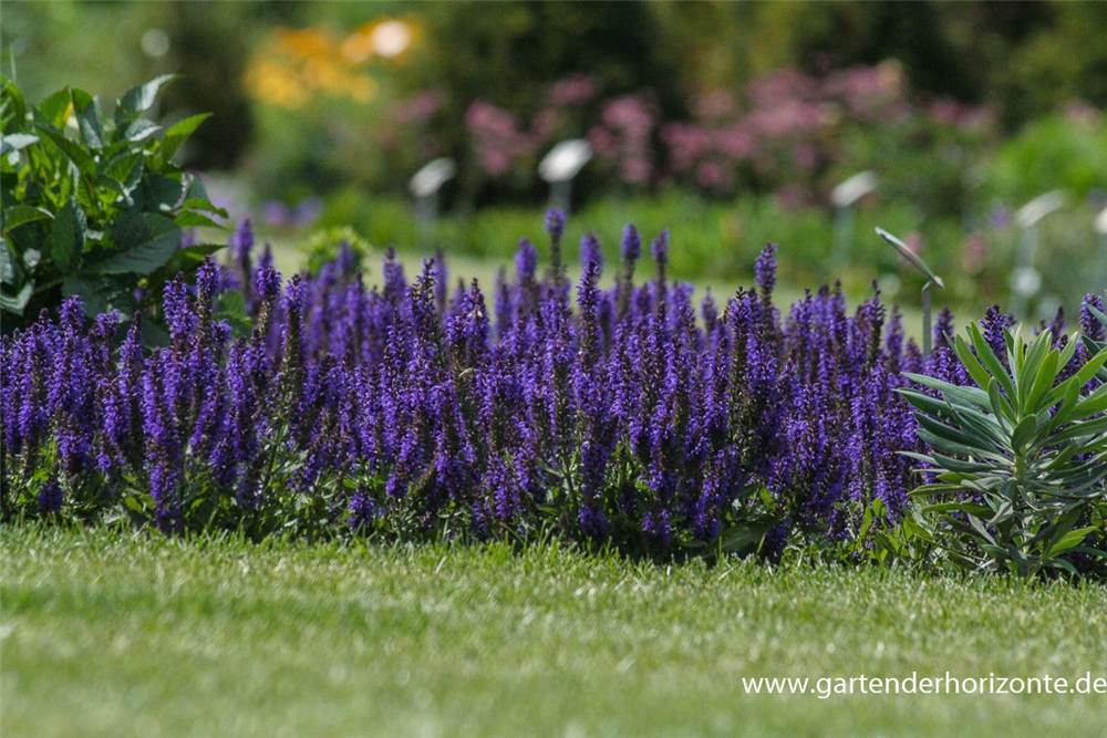 Garten-Blüten-Salbei 'Marcus'®