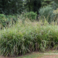 Carex pendula
