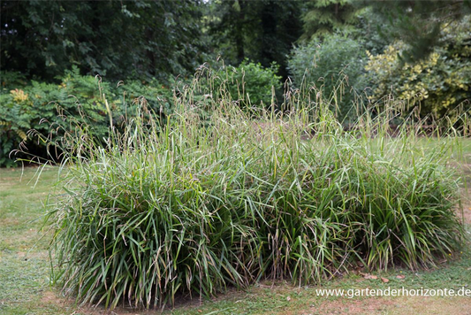Carex pendula