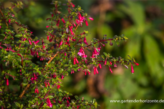 Kleinblättrig Fuchsie