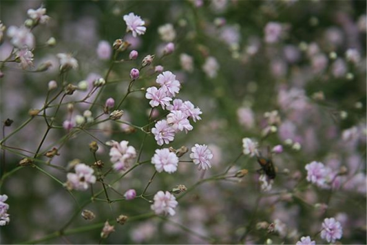 Gypsophila repens 'Rosenschleier'
