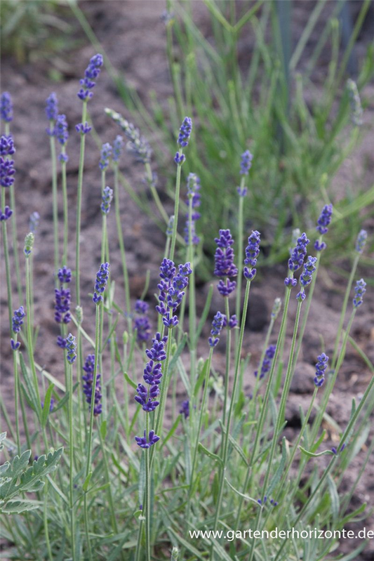 Lavandula angustifolia 'Imperial Gem'