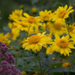 Garten-Stauden-Sonnenblume 'Meteor'