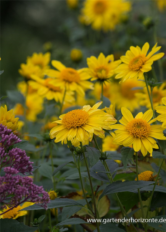 Garten-Stauden-Sonnenblume 'Meteor'