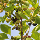 Maulbeere BobBonBerry® 'MojoBerry'