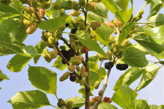 Maulbeere BobBonBerry® 'MojoBerry'