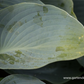 Hosta x tardiana 'Halcyon'