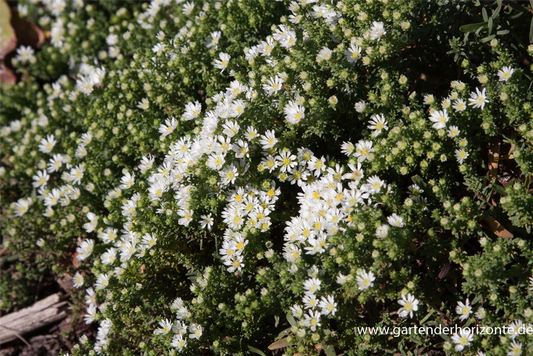 Garten-Teppich-Aster 'Snow Flurry'