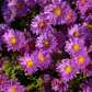 Kissen-Aster