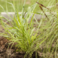 Hakonechloa macra