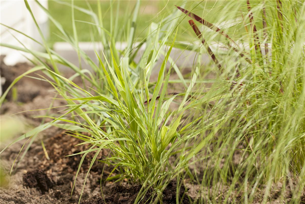 Hakonechloa macra