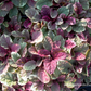 Garten-Günsel 'Burgundy Glow'