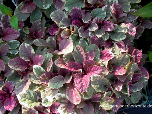 Garten-Günsel 'Burgundy Glow'