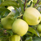 Apfel 'Golden Delicious'