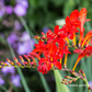 Crocosmia x crocosmiiflora 'Lucifer'