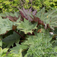 Rheum palmatum var.tanguticum